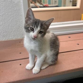 Domestic Short Hair Cats Available for Adoption in Fresno, California - Derek | PetCurious
