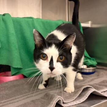 Tom -  Domestic Short Hair Cat for Adoption in Council Bluffs, Iowa - Tom | PetCurious
