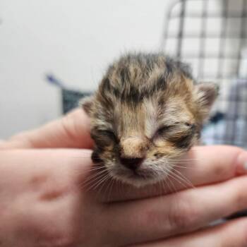 American Shorthair Cats Available for Adoption in Lake Jackson, Texas - Kitten 1 | PetCurious