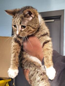 Domestic Short Hair Cats Available for Adoption - If 6 | PetCurious