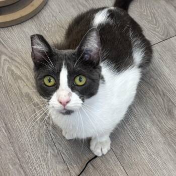 Candy -  Domestic Short Hair Cat for Adoption in Long Beach, California - Candy | PetCurious