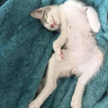 Dr. Doofenshmirtz -  Domestic Short Hair Cat for Adoption - Dr. Doofenshmirtz | PetCurious
