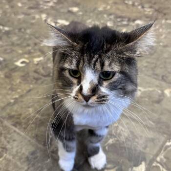 Rescue Domestic Long Hair Cats for Adoption in Hamburg, New York - Princess | PetCurious