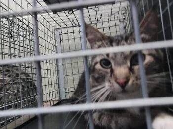 Domestic Short Hair Cats Available for Adoption in Tulsa, Oklahoma - CALEB | PetCurious