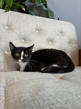 Rescue Domestic Medium Hair Cats for Adoption in Salt Lake City, Utah - Mr. Ed | PetCurious