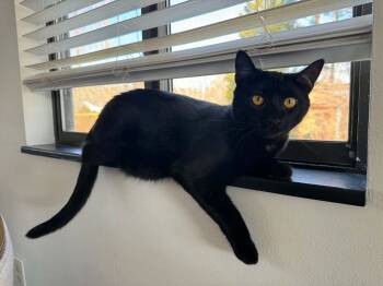 Stella Bean -  Domestic Short Hair Cat for Adoption in Hull, Massachusetts - Stella Bean | PetCurious