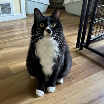 Sierpinski -  Domestic Long Hair Cat for Adoption in Springfield, Oregon - Sierpinski | PetCurious