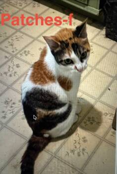 Rescue Calico and Domestic Short Hair Cats for Adoption in Brookhaven, Mississippi - Patches 25 | PetCurious