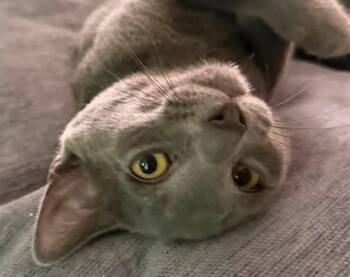 ALEX -  Domestic Short Hair Cat for Adoption in Springfield, Massachusetts - ALEX | PetCurious