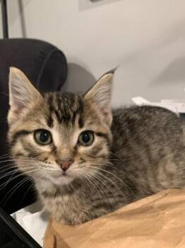 Paolo -  Domestic Short Hair Cat for Adoption in Dayton, Minnesota - Paolo | PetCurious