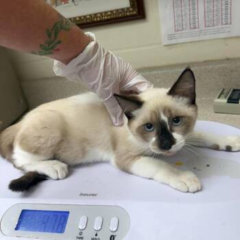Tow Truck  26-09-066 -  Siamese Cat for Adoption in Bastrop, Texas - Tow Truck  26-09-066 | PetCurious