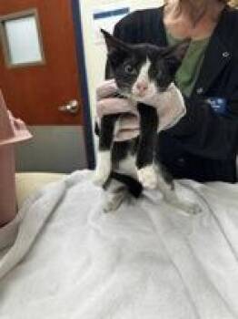 Domestic Short Hair Cats Available for Adoption - Sally | PetCurious