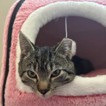 0326-07 Bonnie -  Domestic Short Hair Cat Available for Adoption in Abingdon, Maryland - 0326-07 Bonnie | PetCurious