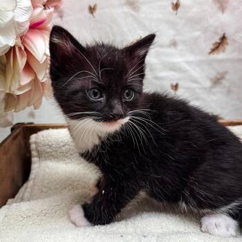 Bill -  Domestic Short Hair Cat for Adoption in Newberg, Oregon - Bill | PetCurious