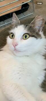 Rescue Domestic Medium Hair Cats for Adoption in Temple, Pennsylvania - Chloe | PetCurious