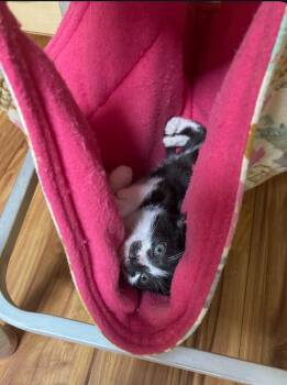 Rescue Domestic Short Hair Cats for Adoption in Philadelphia, Pennsylvania - Felix | PetCurious