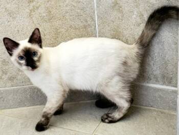 Bianca -  Siamese Cat for Adoption in Davis, California - Bianca | PetCurious