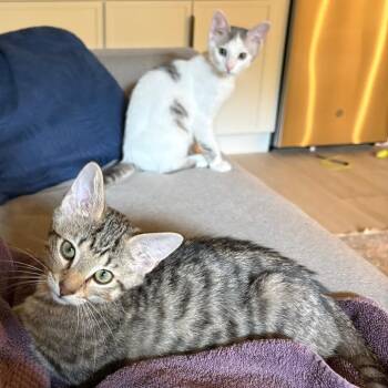Tiger -  Domestic Short Hair Cat for Adoption in Falls Church, Virginia - Tiger | PetCurious