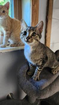 Tabby Cats Available for Adoption in Tuttle, Oklahoma - Edward | PetCurious