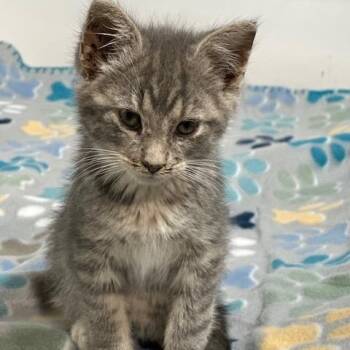 Dusty -  Domestic Short Hair Cat for Adoption in Lakeville, Minnesota - Dusty | PetCurious