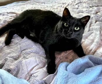 Eva Hessa -  Domestic Short Hair and Bombay Cat for Adoption in Rossville, Georgia - Eva Hessa | PetCurious
