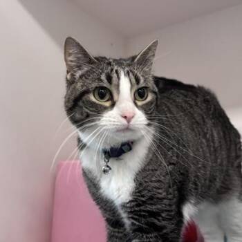 Quintessa -  Domestic Short Hair Cat Available for Adoption in Janesville, Wisconsin - Quintessa | PetCurious
