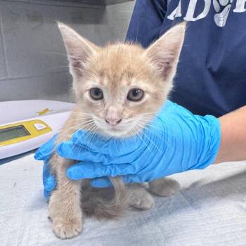 Storm -  Domestic Short Hair Cat for Adoption in Summerville, South Carolina - Storm | PetCurious