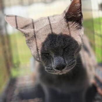 Coco -  American Shorthair Cat for Adoption in Birmingham, Alabama - Coco | PetCurious