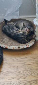 Avi -  Domestic Short Hair Cat for Adoption in Lafayette, Colorado - Avi | PetCurious