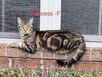 Domestic Short Hair Cats Available for Adoption - Princess | PetCurious