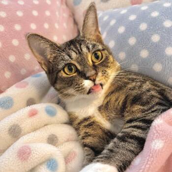 Kerrygold -  Domestic Short Hair Cat for Adoption in Chapel Hill, North Carolina - Kerrygold | PetCurious