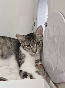 TIANA -  Domestic Short Hair Cat for Adoption in Indianapolis, Indiana - TIANA | PetCurious