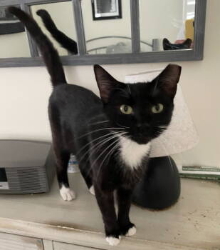 Rescue Tuxedo and Domestic Short Hair Cats for Adoption in Garner, North Carolina - Selena | PetCurious