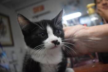Goucho (Oreo DS K2) -  Domestic Short Hair Cat for Adoption in Pahrump, Nevada - Goucho (Oreo DS K2) | PetCurious