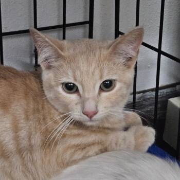 Pico de Gato -  Domestic Short Hair Cat for Adoption in Idaho Falls, Idaho - Pico De Gato | PetCurious
