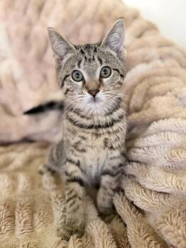 Cassius Clay-Transport -  Tabby Cat for Adoption in Gradyville, Kentucky - Cassius Clay-Transport | PetCurious