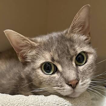 Rescue Domestic Short Hair Cats for Adoption in Victor, New York - Precious | PetCurious