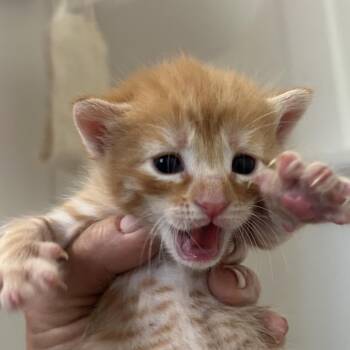 Fitzy -  Domestic Short Hair Cat Available for Adoption in Valdosta, Georgia - Fitzy | PetCurious