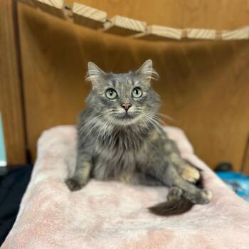Gardenia--In Foster -  Domestic Medium Hair Cat for Adoption in Fargo, North Dakota - Gardenia--In Foster | PetCurious