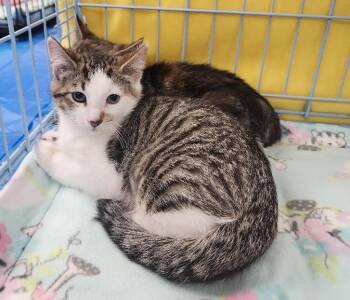 Rescue Domestic Short Hair Cats for Adoption in Wayne, New Jersey - Gizmo | PetCurious