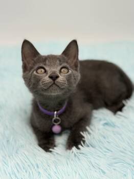 Dimple -  Russian Blue Cat for Adoption in Covington, Louisiana - Dimple | PetCurious