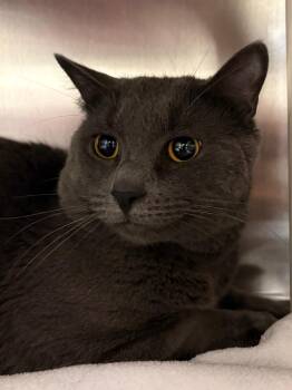 Dorian Gray -  Domestic Short Hair Cat for Adoption in Fall River, Massachusetts - Dorian Gray | PetCurious