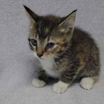 Moo Moo Meadows -  Domestic Short Hair Cat Available for Adoption in Valdosta, Georgia - Moo Moo Meadows | PetCurious