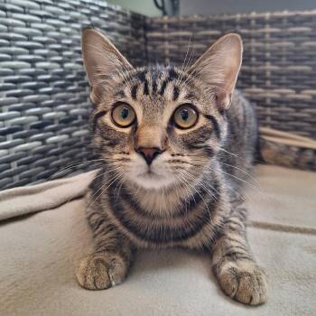 Hans -  Domestic Short Hair Cat for Adoption in Attica, New York - Hans | PetCurious
