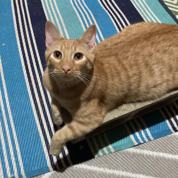 Beatty (Lisa-fostered in New England) -  Domestic Short Hair and Tabby Cat for Adoption in Brighton, Tennessee - Beatty (Lisa-fostered In New England) | PetCurious