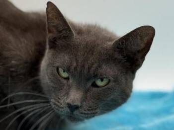 Domestic Short Hair Cats Available for Adoption - Estelle | PetCurious