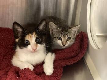 ARIELLE -  Domestic Short Hair Cat for Adoption in Tustin, California - ARIELLE | PetCurious