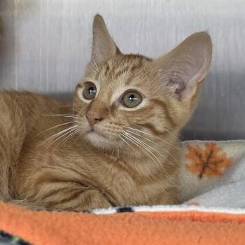 Spade -  Domestic Short Hair Cat for Adoption in Fort Wayne, Indiana - Spade | PetCurious