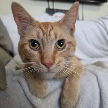 Domestic Short Hair Cats Available for Adoption in Brea, California - Vodka | PetCurious