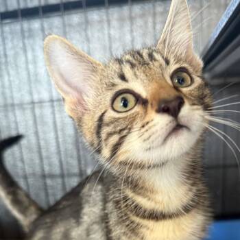 Pretzel -  Domestic Short Hair Cat for Adoption in Huntsville, Alabama - Pretzel | PetCurious